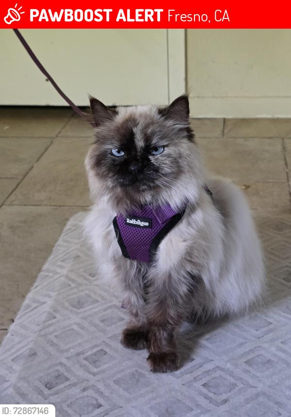 Lost Female Cat last seen Shaw/West , Fresno, CA 93705