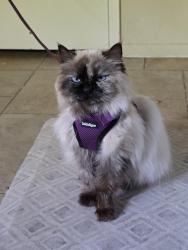 Lost Female Cat last seen Shaw/West , Fresno, CA 93705