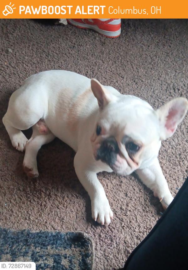 Found/Stray Male Dog last seen Clime road, Columbus, OH 43204