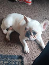Found/Stray Male Dog last seen Clime road, Columbus, OH 43204