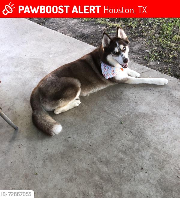 Lost Female Dog last seen North Forest Blvd and Ella, Houston, TX 77090