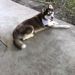 Lost Female Dog last seen North Forest Blvd and Ella, Houston, TX 77090