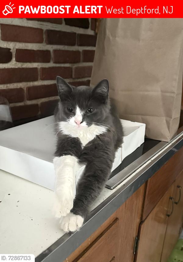 Lost Male Cat last seen In the AT&T parking lot by the ShopRite of west deptford he ran out of my car at 10:30 pm, West Deptford, NJ 08096