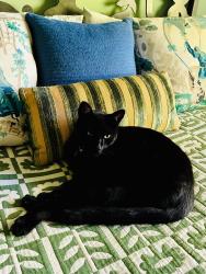 Lost Male Cat last seen Yale Ave and Morning Sun Ave., Almonte District, Mill Valley, CA, Mill Valley, CA 94941