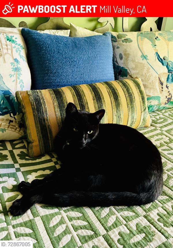 Lost Male Cat last seen Yale Ave and Morning Sun Ave., Almonte District, Mill Valley, CA, Mill Valley, CA 94941