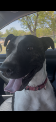 Found/Stray Female Dog last seen 44th & Kipling, Wheat Ridge, CO 80033