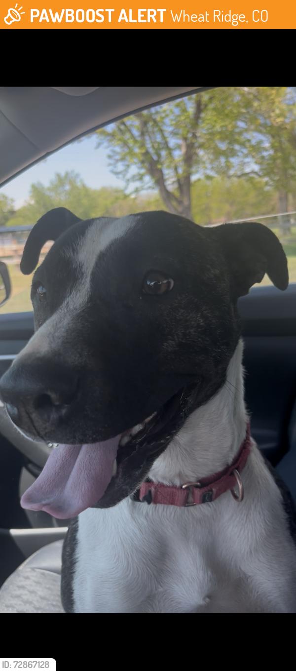 Found/Stray Female Dog last seen 44th & Kipling, Wheat Ridge, CO 80033