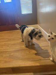 Found/Stray Male Dog last seen North high , Bakersfield, CA 93308