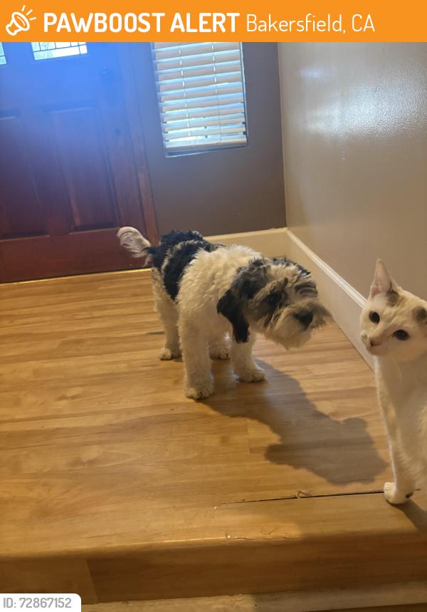 Found/Stray Male Dog last seen North high , Bakersfield, CA 93308