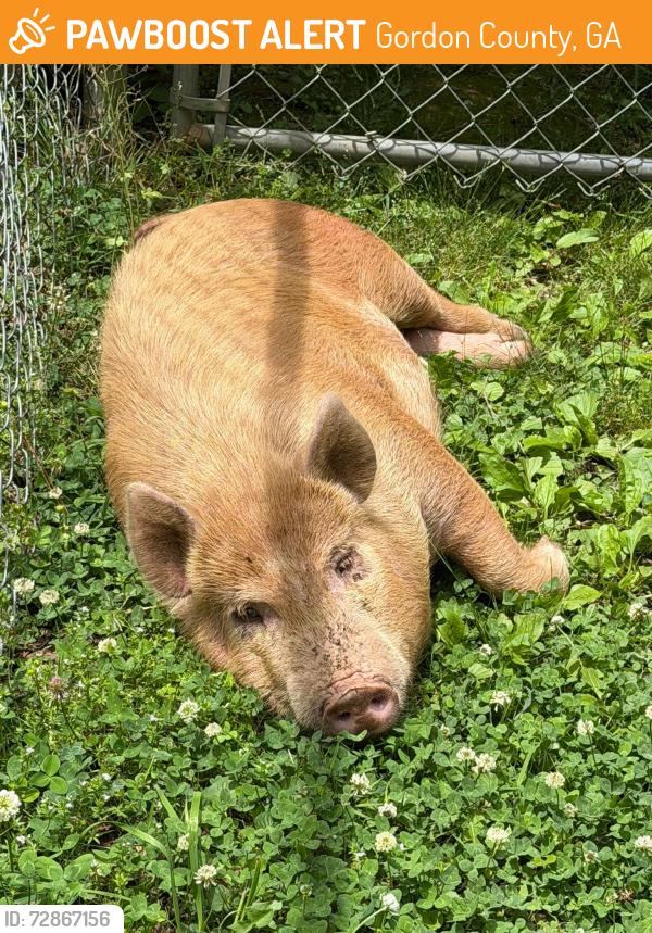 Found/Stray Male Other last seen union grove church road, Gordon County, GA 30103