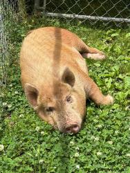 Found/Stray Male Other last seen union grove church road, Gordon County, GA 30103