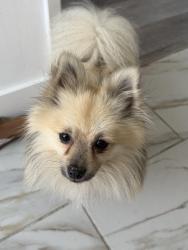 Lost Male Dog last seen Domino’s pizza at Rimforest, Lake Arrowhead, CA 92352