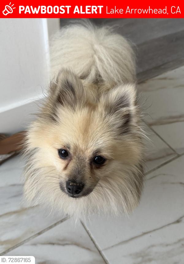 Lost Male Dog last seen Domino’s pizza at Rimforest, Lake Arrowhead, CA 92352