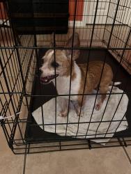 Found/Stray Male Dog last seen Waterview Parkway / headed towards Elm Grove, Rowlett, TX 75089