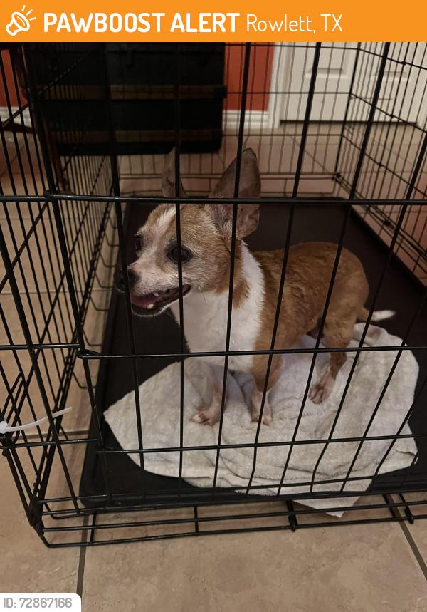 Found/Stray Male Dog last seen Waterview Parkway / headed towards Elm Grove, Rowlett, TX 75089