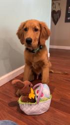 Lost Male Dog last seen Haney Rd and Reed Station Rd intersection, Carbondale, IL 62901