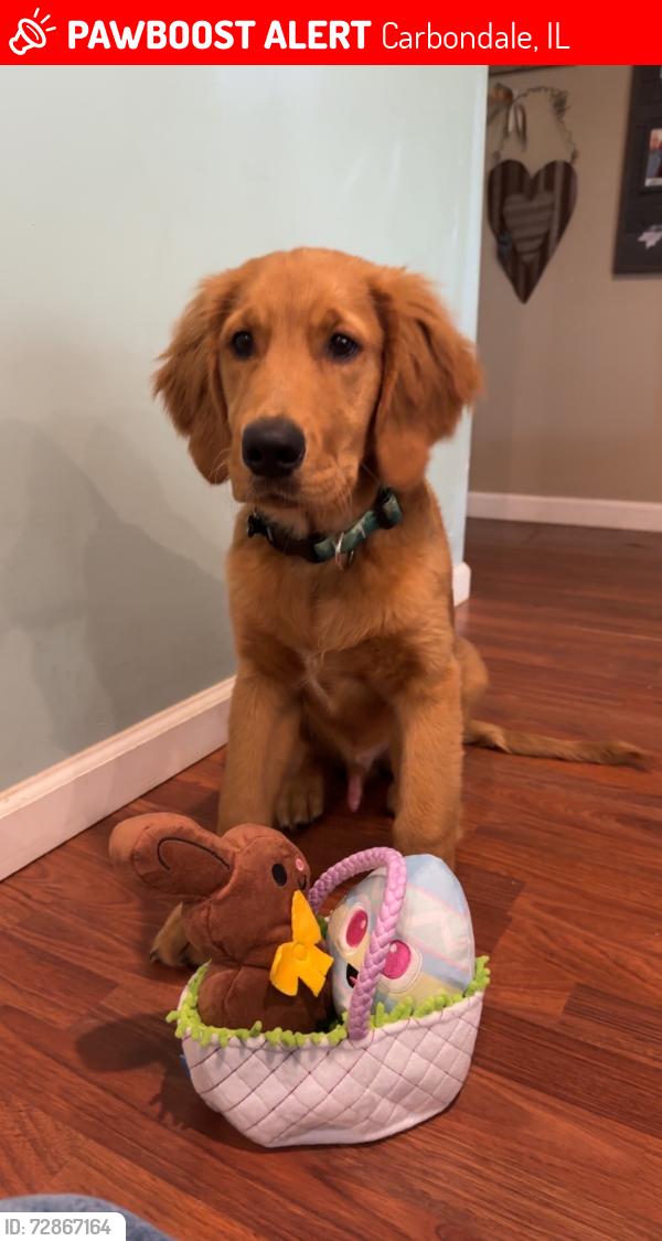 Lost Male Dog last seen Haney Rd and Reed Station Rd intersection, Carbondale, IL 62901