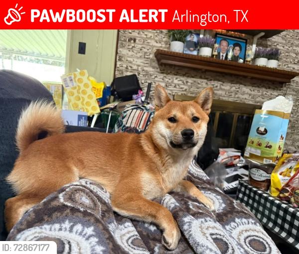 Lost Male Dog last seen Near Avalon Ln Arlington TX 76014, Arlington, TX 76014