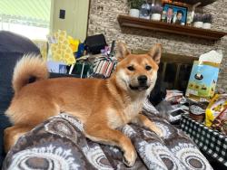 Lost Male Dog last seen Near Avalon Ln Arlington TX 76014, Arlington, TX 76014