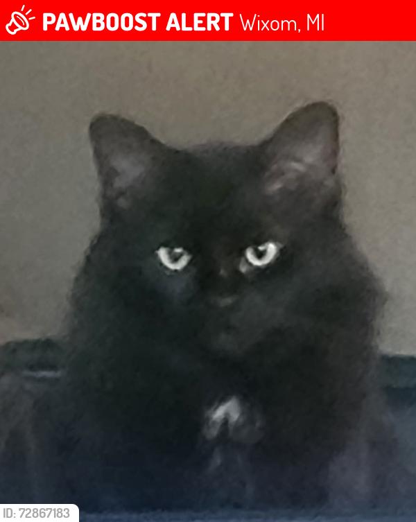Lost Female Cat last seen Maple rd. and Pheasant Run, Wixom, MI 48393