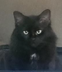 Lost Female Cat last seen Maple rd. and Pheasant Run, Wixom, MI 48393