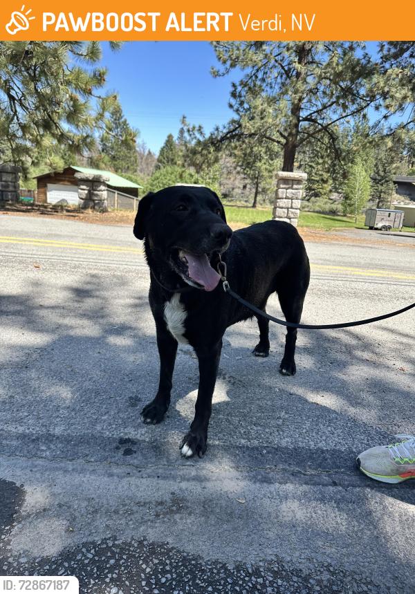 Found/Stray Male Dog last seen Near Crystal Peak Park Storage, Verdi, NV 89439