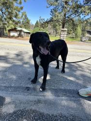 Found/Stray Male Dog last seen Near Crystal Peak Park Storage, Verdi, NV 89439