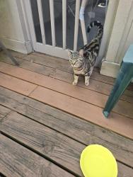 Found/Stray Unknown Cat last seen Bridger Drive N and Keystone, Carmel, IN 46033
