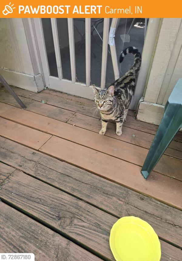 Found/Stray Unknown Cat last seen Bridger Drive N and Keystone, Carmel, IN 46033