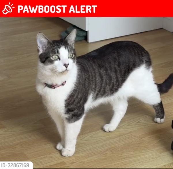 Lost Male Cat last seen Park Road Enfield EN3 , Greater London, England EN3