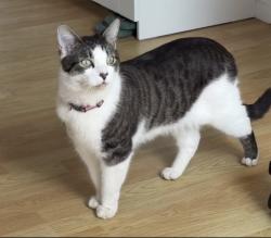 Lost Male Cat last seen Park Road Enfield EN3 , Greater London, England EN3