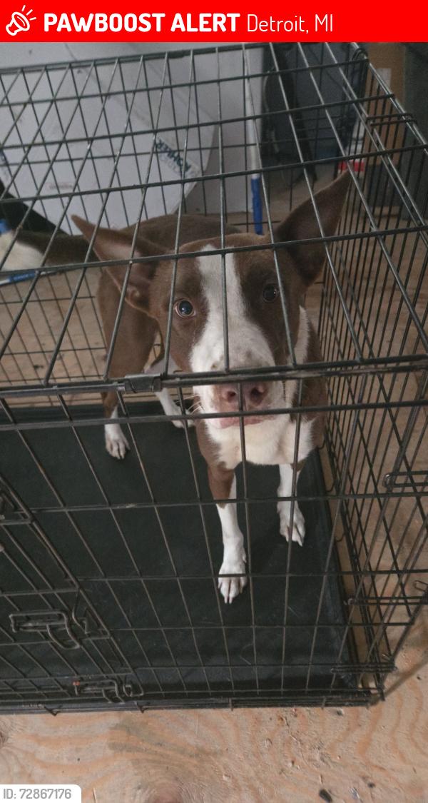 Lost Male Dog last seen Fenkell McDonalds, Detroit, MI 48223
