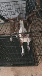 Lost Male Dog last seen Fenkell McDonalds, Detroit, MI 48223