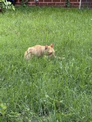 Found/Stray Male Cat last seen Harriet and Woodrow, Austin, TX 78756