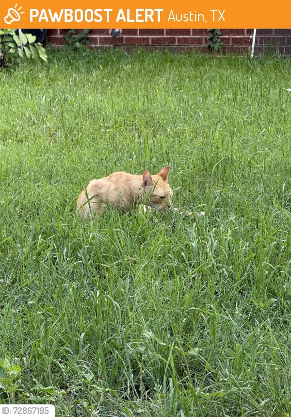 Found/Stray Male Cat last seen Harriet and Woodrow, Austin, TX 78756