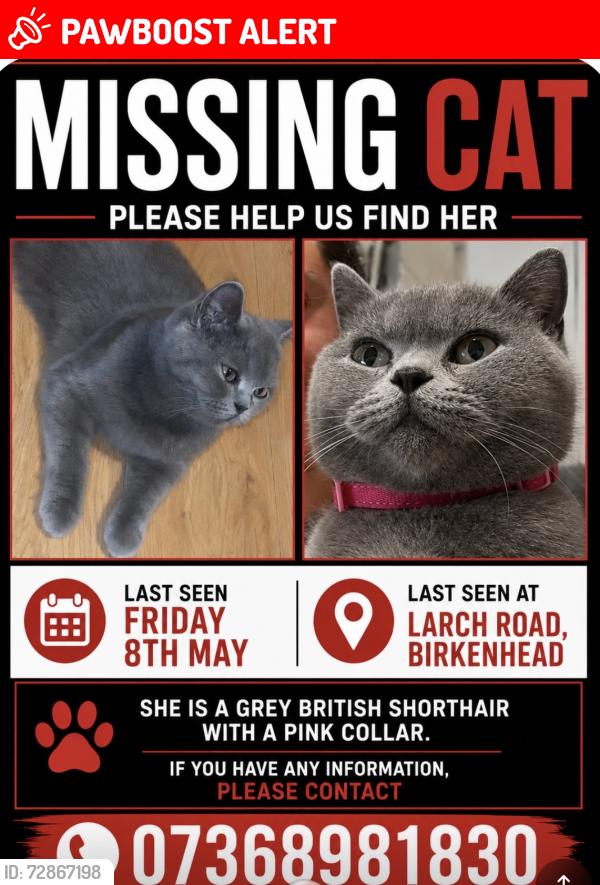 Lost Female Cat last seen Larch road birkenhead, Merseyside, England CH42 0JG