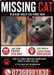 Lost Female Cat last seen Larch road birkenhead, Merseyside, England CH42 0JG