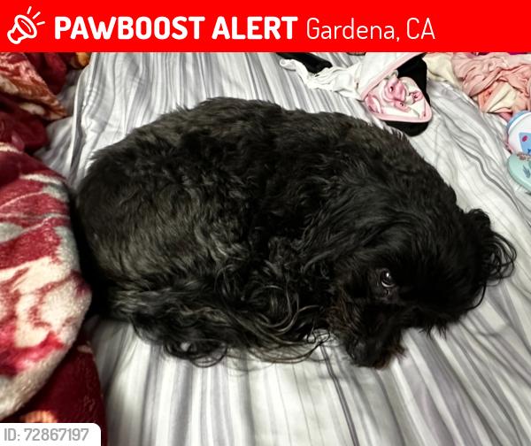 Lost Male Dog last seen San pedro and compton blvd, Gardena, CA 90248
