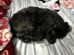 Lost Male Dog last seen San pedro and compton blvd, Gardena, CA 90248