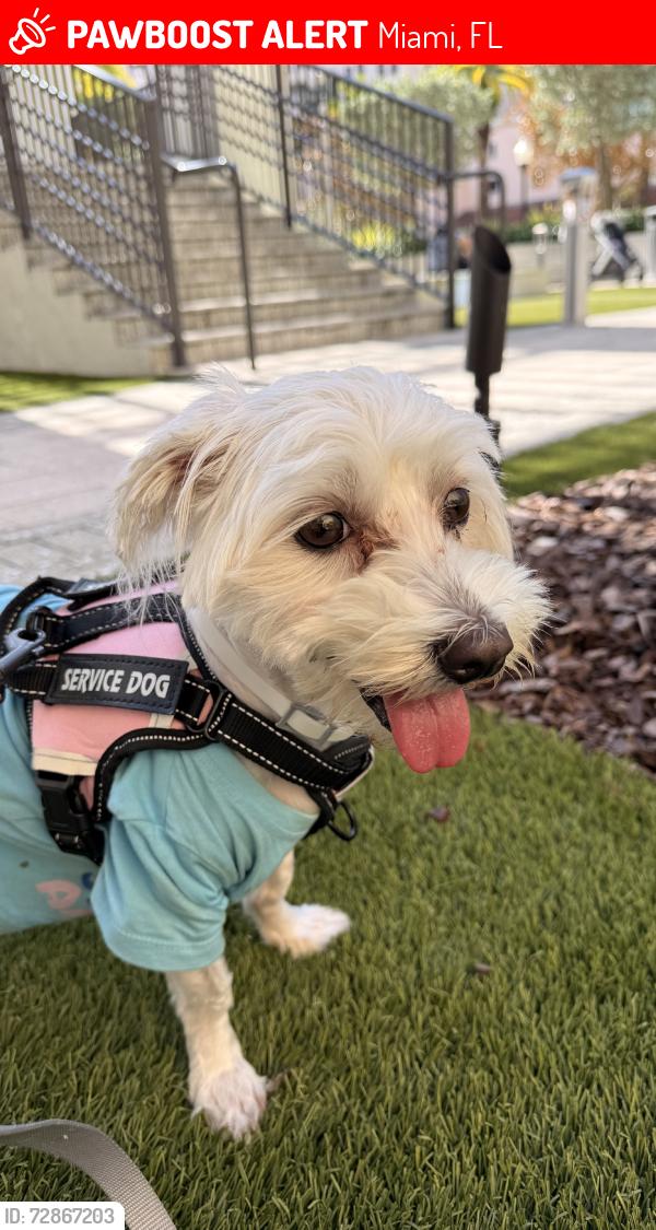 Lost Female Dog last seen Near publix, Miami, FL 33126