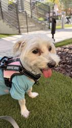 Lost Female Dog last seen Near publix, Miami, FL 33126