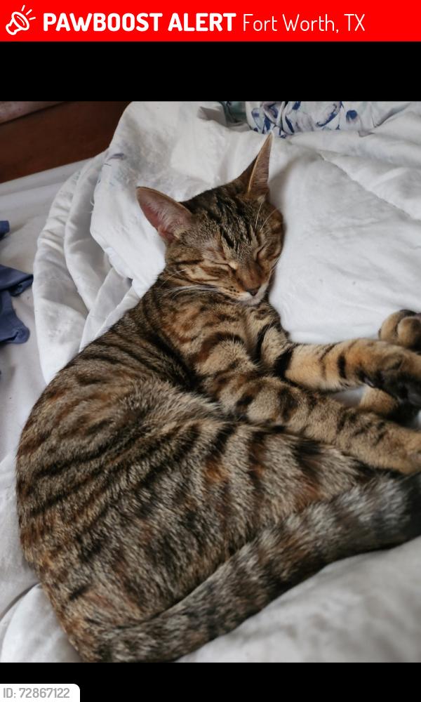 Lost Female Cat last seen Welch Ave and Winifred Dr by southwest highschool , Fort Worth, TX 76133