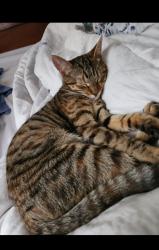 Lost Female Cat last seen Welch Ave and Winifred Dr by southwest highschool , Fort Worth, TX 76133