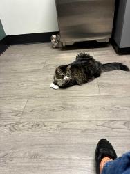 Lost Male Cat last seen Stone St SE, Lacey, WA 98513, Lacey, WA 98513