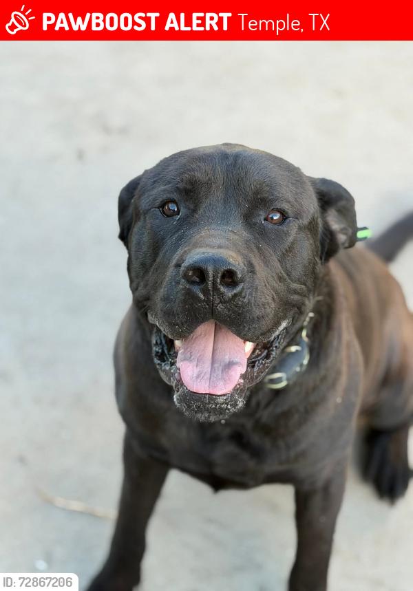 Lost Male Dog last seen Temple Texas , Temple, TX 76508