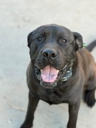 Lost Male Dog last seen Temple Texas , Temple, TX 76508