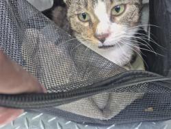 Shelter Stray Male Cat last seen Near BLOCK COLLINGWOOD ST, DETROIT MI 48206, Detroit, MI 48211