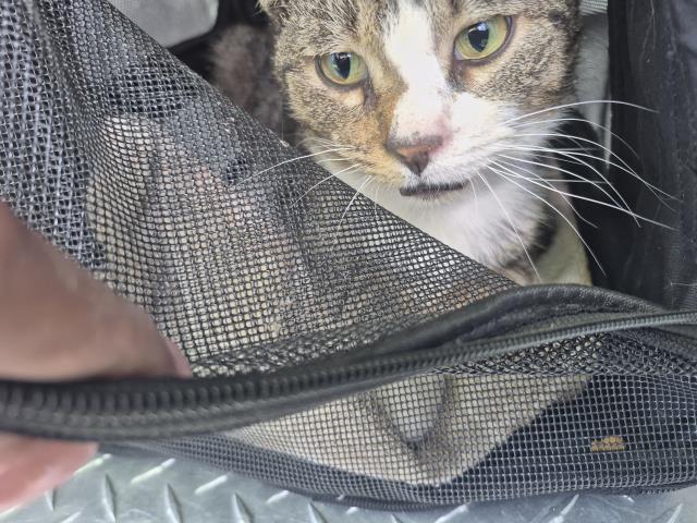 Shelter Stray Male Cat last seen Near BLOCK COLLINGWOOD ST, DETROIT MI 48206, Detroit, MI 48211