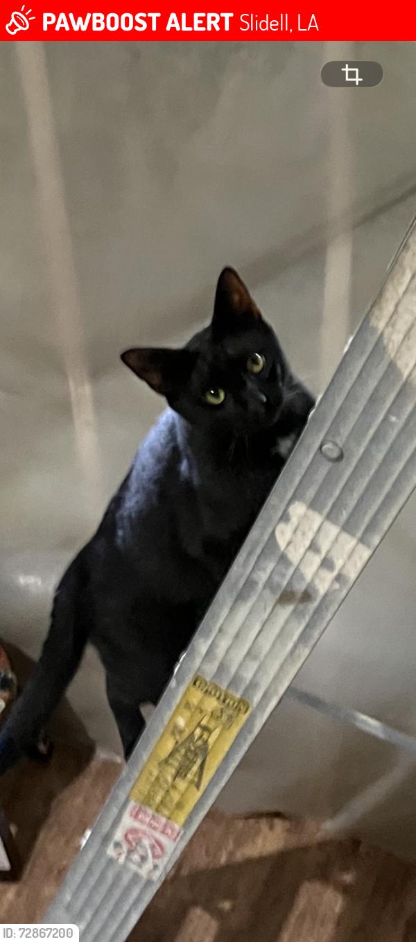 Lost Male Cat last seen landon dr. and rickford dr., Slidell, LA 70458