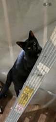 Lost Male Cat last seen landon dr. and rickford dr., Slidell, LA 70458